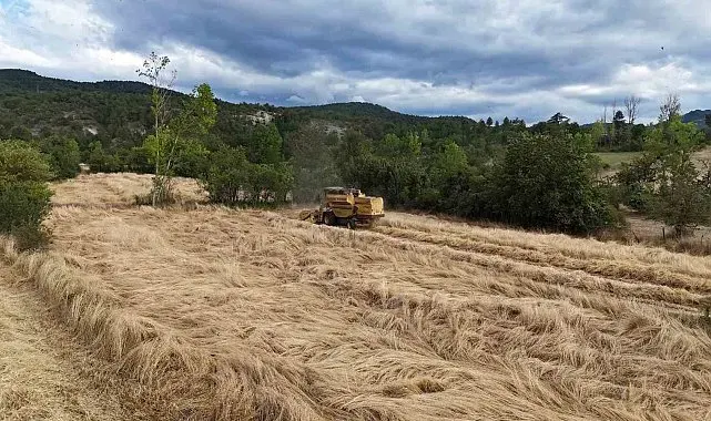 Buğdayın atası 'siyez'de hasat dönemi başladı