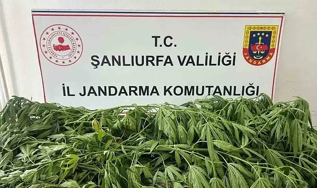 Şanlıurfa'da 35 kök kenevir ele geçirildi: 1 gözaltı