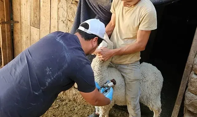 Emet ve Domaniç'te küçükbaş hayvanlara aşılama ve kimliklendirme çalışmaları devam ediyor