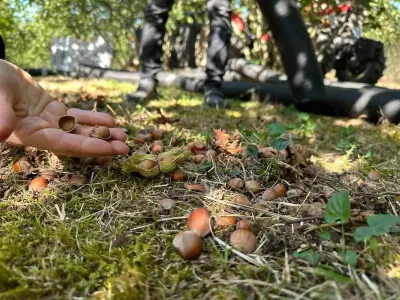 Düzce'de Tarımsal Üretim Sahada Sıkı Takip Altında