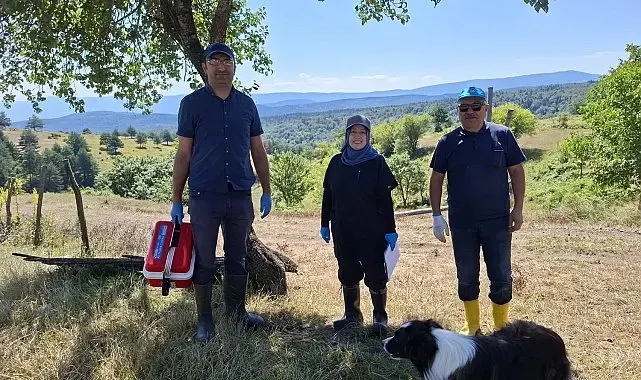 Yaylada küçükbaş hayvanlara aşılama ve küpeleme yaptılar