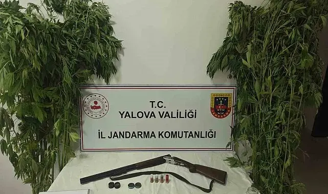 Yalova'da serada uyuşturucu operasyonu: 2 gözaltı