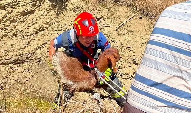 Çukura düşen küçükbaş hayvanı itfaiye kurtardı