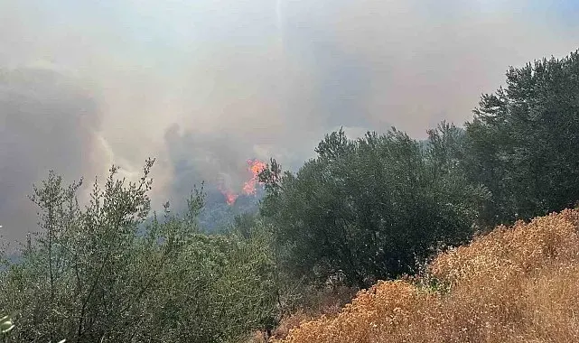 Ayvacık'ta arazi yangını ormana sıçradı