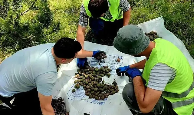 Sinop'ta karaçam ormanları için umut veren tespit