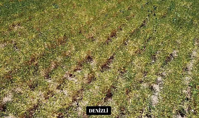 Yeni nohut çeşidi Denizli'nin dışında ekilen bölge illerinde de yüksek verim verdi
