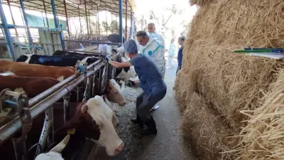 Aydın’da Sonbahar Şap Aşı Kampanyası Başladı: Tüm Büyükbaşlar Aşılanacak