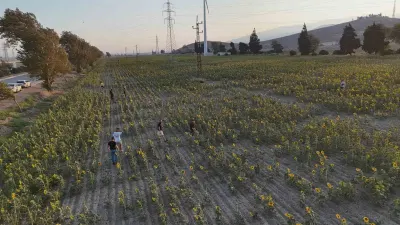 Hatay'da Ayçiçek Tarlaları Doğal Fotoğraf Stüdyosuna Döndü