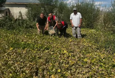 Aydıntepe Şeker Fasulyesi Tarlalarında Kriter Denetimi