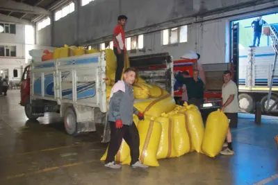 Ordu TMO Fındık Alım Noktalarında Yoğunluk: Üretici 250 Liralık Fiyatı Tercih Ediyor