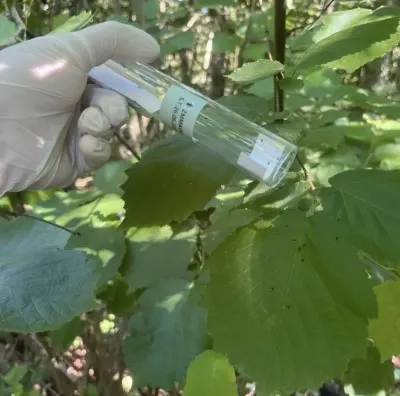 Trabzon'da Kahverengi Kokarca ile Mücadele Hız Kesmeden Devam Ediyor
