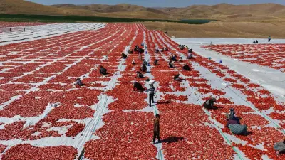 Elazığ'da Yetişen Domatesler Dünya Sofralarını Süslüyor