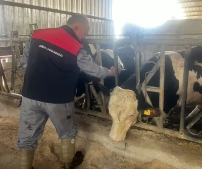 Baklan'da Sonbahar Dönemi Şap Aşılamaları Başladı