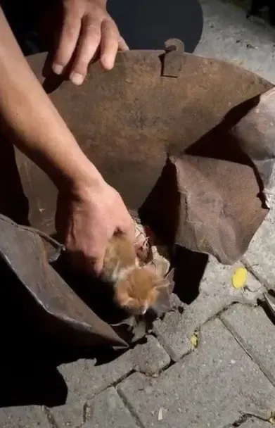 Osmaniye’de Soba Kovasına Sıkışan Yavru Kedi İtfaiye Tarafından Kurtarıldı