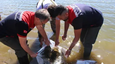 Bolu Seben Taşlıyayla Göleti'ne 450 Bin Pullu Sazan Yavrusu Bırakıldı
