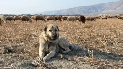 Erzincan'da Çobanların Yayladaki En Büyük Güvencesi: Çoban Köpekleri