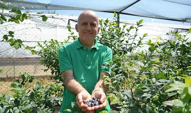 Maviyemişte hedef 100 bin ton üretim: "Türkiye artık 8-9 ay üretim yapabiliyor"