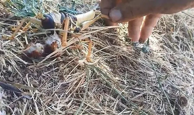 Etçil çekirgeyi balıkla besledi