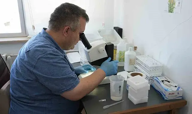 Uzmanından çekirge açıklaması: "1 ay içerisinde kaybolacaklardır"