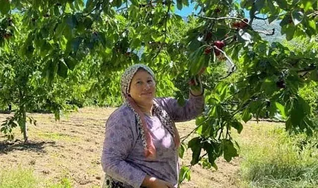Andırın'da Çığşar kirazında hasat başladı