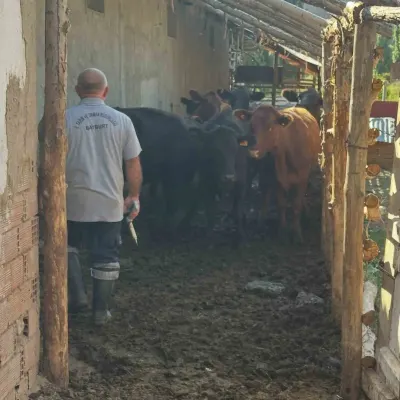 Aydıntepe’de 2026 Sonbahar Dönemi Şap Aşılama Kampanyası Başladı