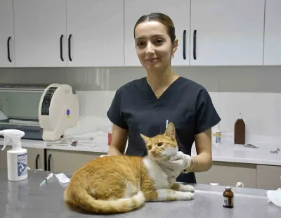Kuşadası’nda 1 Yılda Bin 539 Sokak Kedisi Ücretsiz Kısırlaştırıldı
