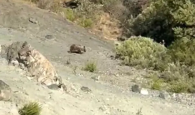 Sivas'ta bozayılar meyve bahçelerine dadandı