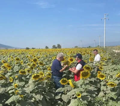 Aydın Kuyucak'ta Ayçiçeği Tarlaları Zararlılara Karşı Denetlendi