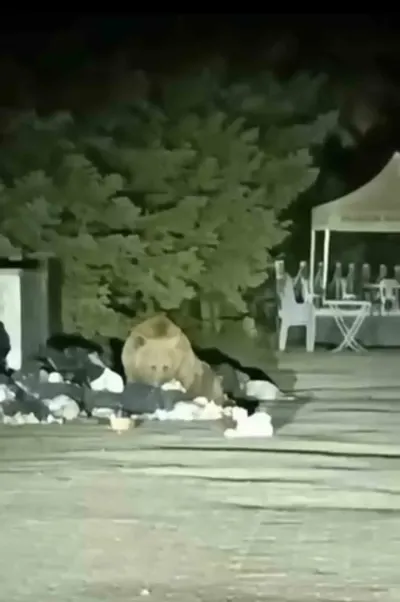 Uludağ'da Yiyecek Arayan Aç Ayı Çöp Konteynerini Karıştırdı