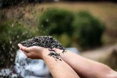 Erzincan Çayırlı'da Ayçiçeği Hasadı Başladı: 8 Bin Ton Rekolte Bekleniyor
