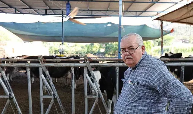 Aydın'da çöl sıcakları inekleri strese soktu; ahırlar vantilatör ile serinletiliyor