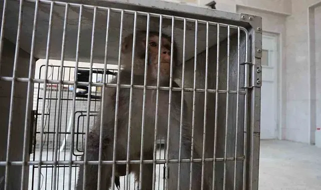 Firari maymun, ortalığı birbirine kattığı konteyner kentte kendisine ekmek vermek isteyen kadını yaraladı