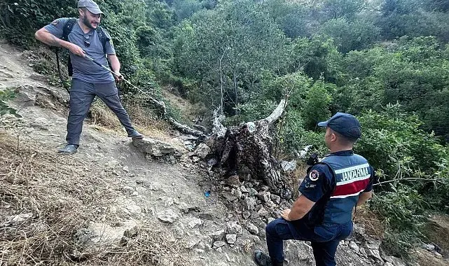 Ağaç yangını korkuttu