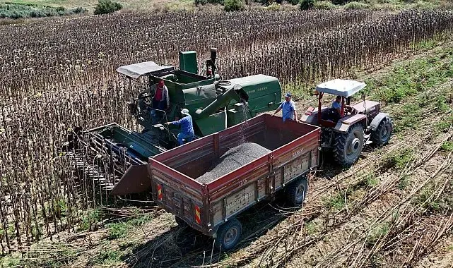 Adana'da yağlık ayçiçeği hasadı başladı: Yüksek rekolte üreticiyi sevindirdi