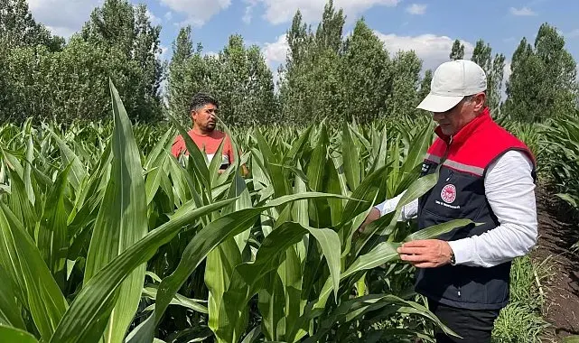 Silajlık mısır üretimi Kars'ta her geçen gün yaygınlaşıyor