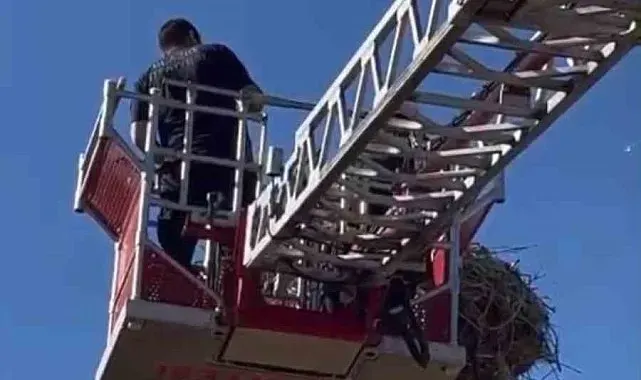 Yavru leylek ekipler tarafından yuvasına konuldu