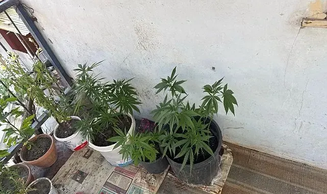 Çorum'da operasyon düzenlenen evden 21 kök kenevir çıktı: 1 gözaltı