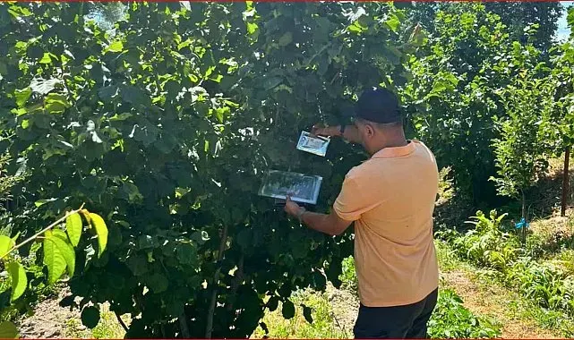 Bolu'nun fındık rekoltesi için sahadan veri toplandı