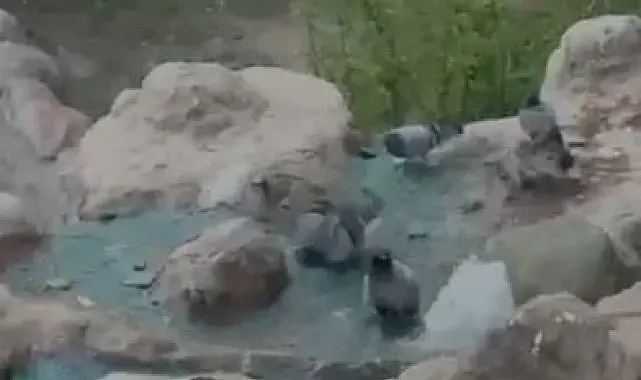 Elazığ'da kavurucu sıcaktan bunalan güvercinler suyla serinledi