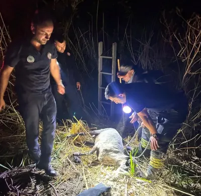 Tekirdağ'da Yürek Isıtan Kurtarma: Su Kuyusuna Düşen Koyun İtfaiye Tarafından Kurtarıldı