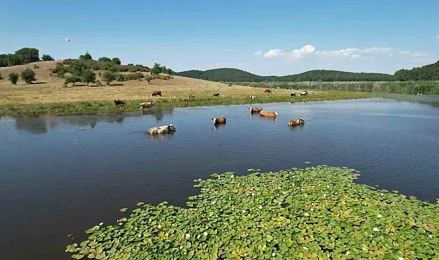 Kuruma noktasına gelen Süleymanlı Yayla Gölü yeniden hayat buldu