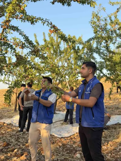 Kahta'da Gönüllü Gençlerden Badem Hasadına Destek