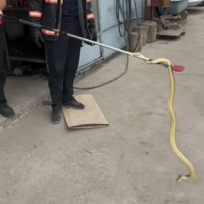 Çankırı'da Dükkana Giren Yılan Paniğe Neden Oldu: İtfaiye Ekipleri Harekete Geçti