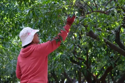 Yeşil Bodrum Mandalini Hasadı Başladı: Üreticiye Yeni Ekonomik Değer