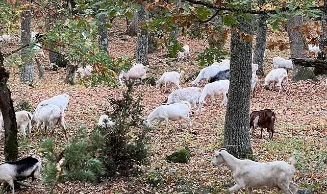 Meğer keçiler orman dostuymuş