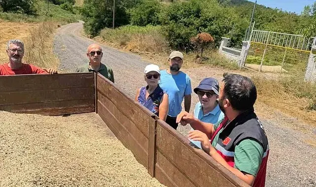 Körfez'de ata tohumu siyez buğdayında ilk hasat