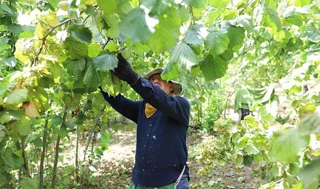 'Fındık Dalda, Aklın İşçide Kalmasın Projesi'ne 15 günde 944 başvuru