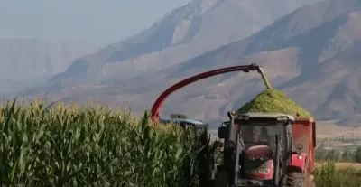 Erzincan'da Belediye Destekli Silajlık Mısır Hasadı Tüm Hızıyla Sürüyor