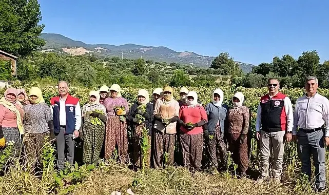 Aydın'da tütün üretiminin merkezi Karacasu'da kırım başladı