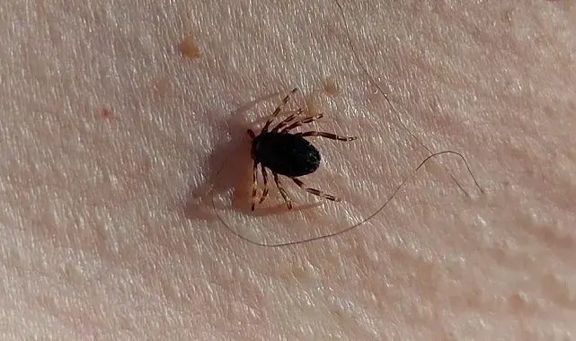 Doğu Karadeniz'de kene sezonu sakin geçiyor